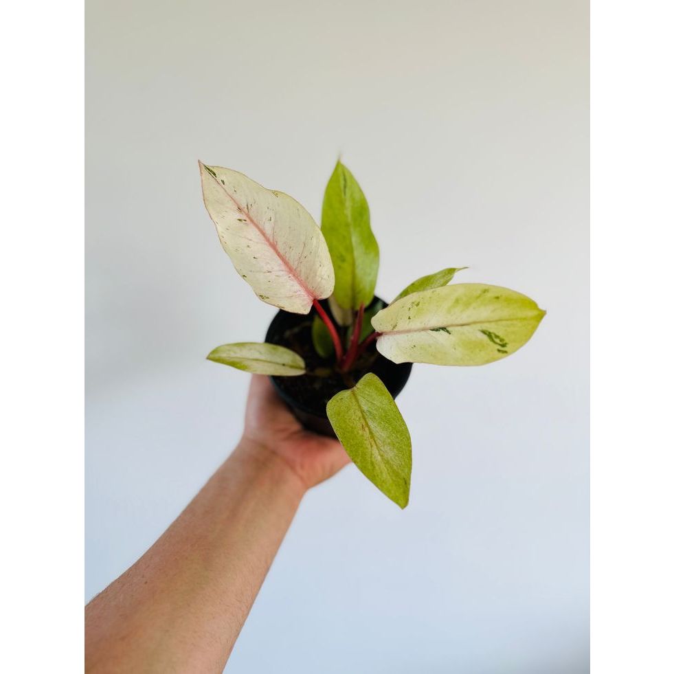 tanaman hias philodendron snowdrift variegata