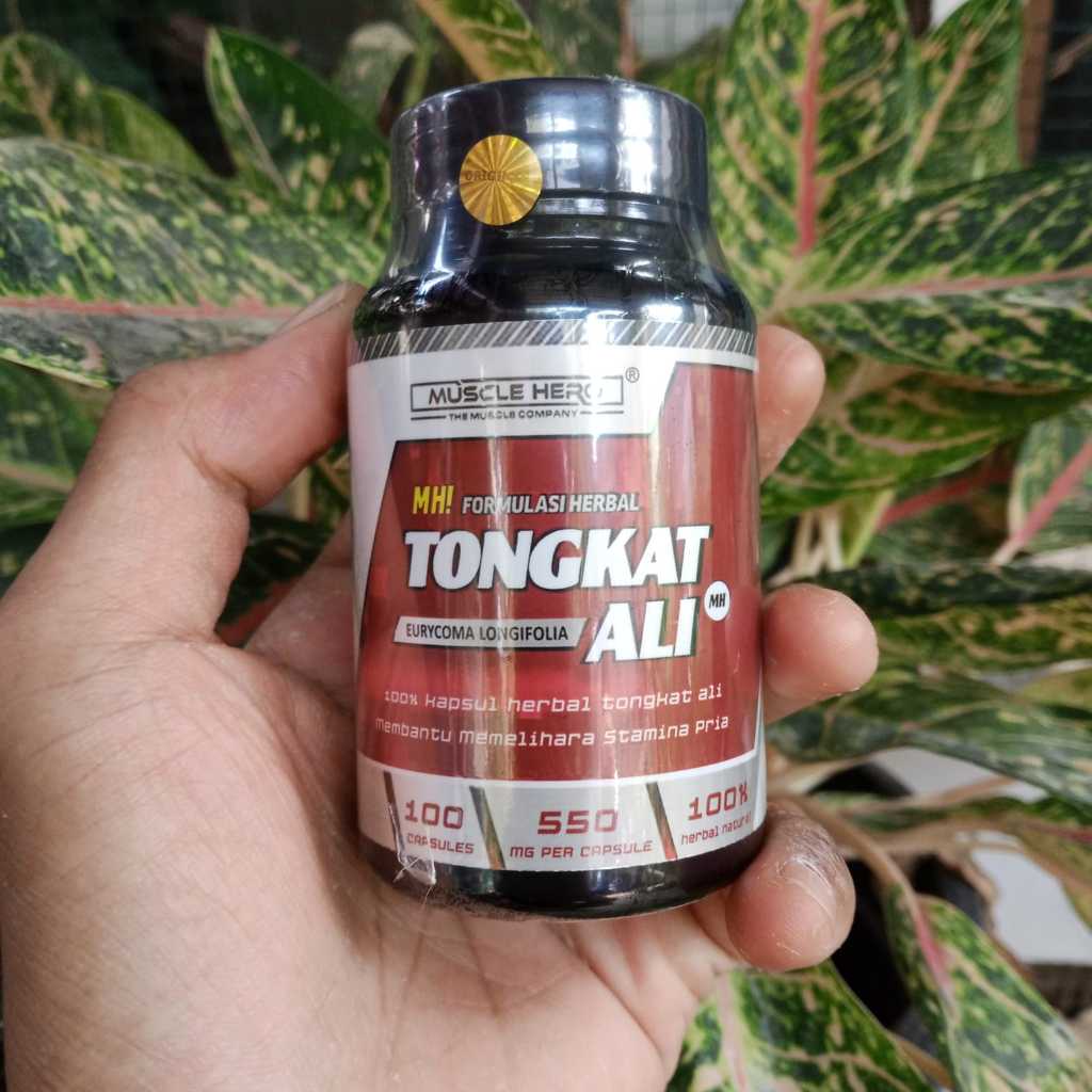 TONGKAT ALI Kapsul BPOM Halal - 500 Mg 100 Kapsul Original