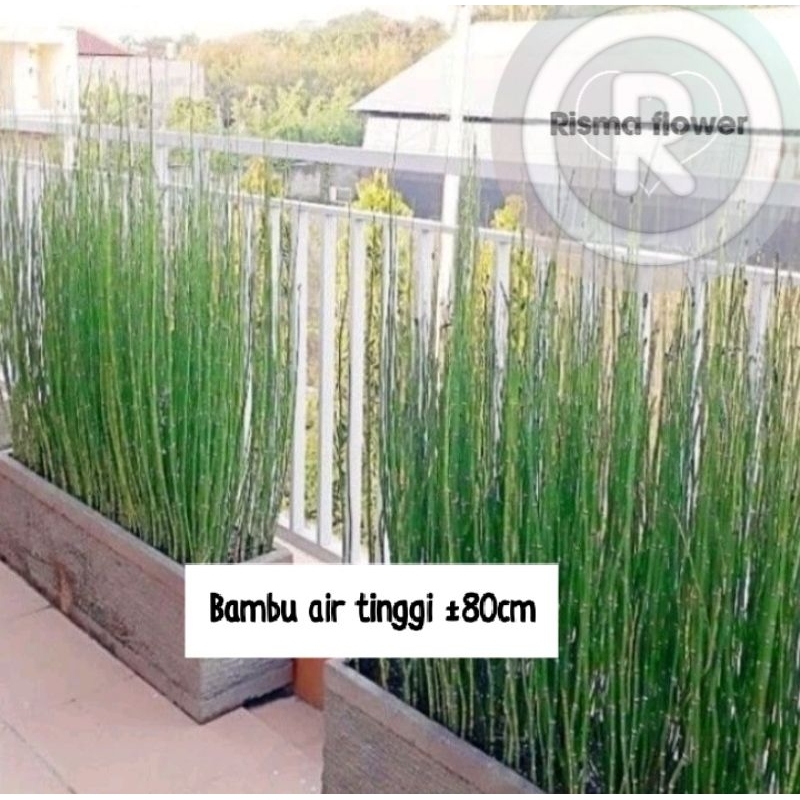 Pohon bambu air tinggi ±80cm / tanaman hias pohon bambu air tinggi ±80cm