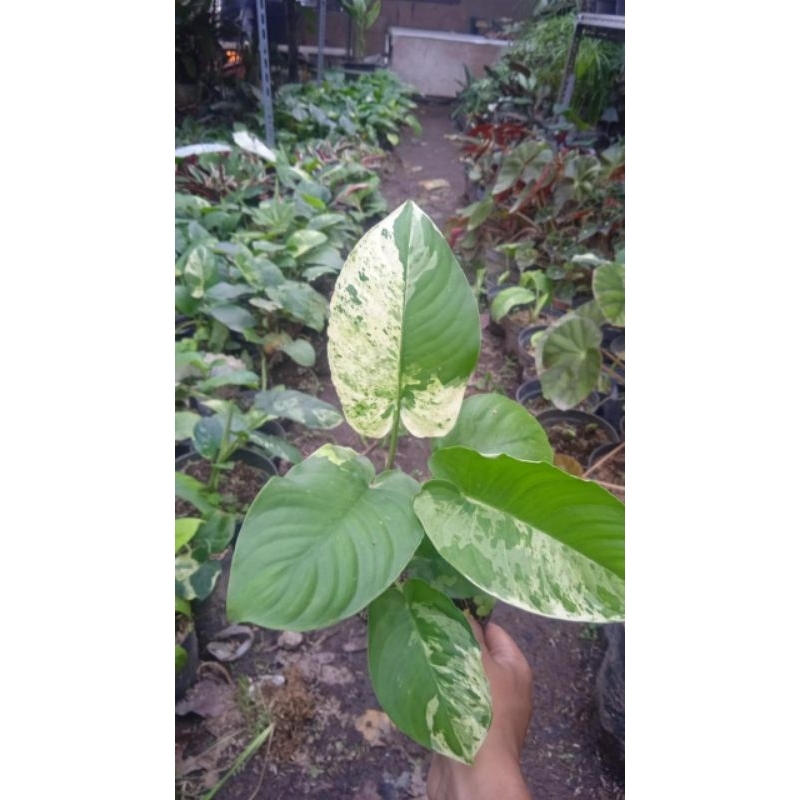 Tanaman Hias homalomena varigata