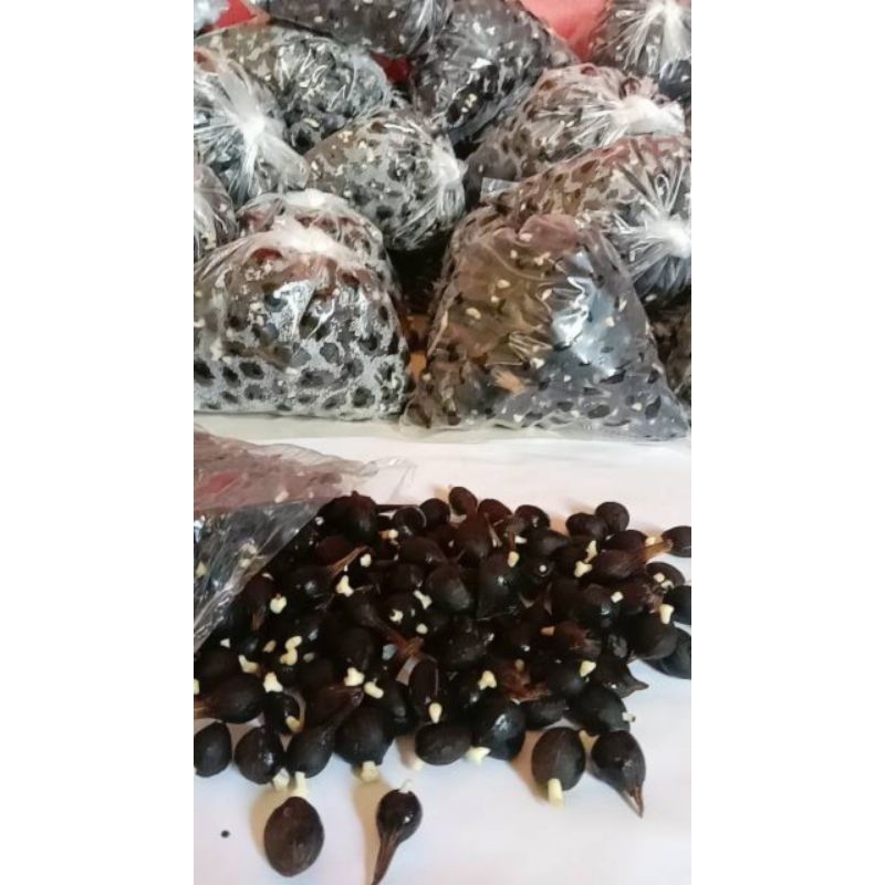 kecambah sawit tenera unggul isi 125 biji non lebel