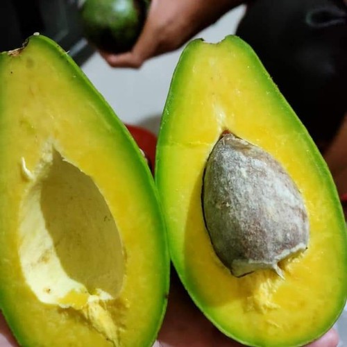 

Alpukat Mentega Lampung Super 1kg (2-3 pcs) - 10kg / 1 keranjang