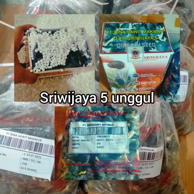bibit kecambah Sriwijaya5 semiklon unggul