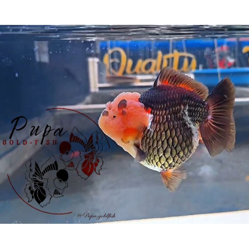 IKAN MAS KOKI ORANDA SHORTAIL IMPORT THAILAND  SIZE 16 CM