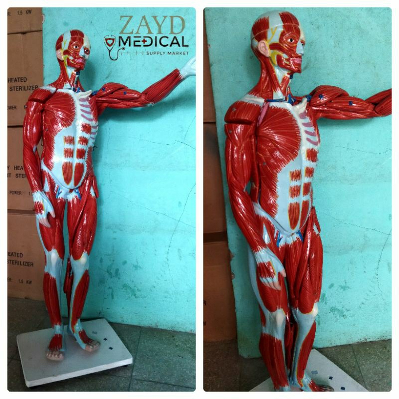 phantom/ manikin/ manekin otot manusia/ manekin otot