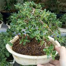 Tanaman Bonsai Hidup Mirten Variegatta Free Pot Semen Bonsai Sudah Jadi Siap Pajang