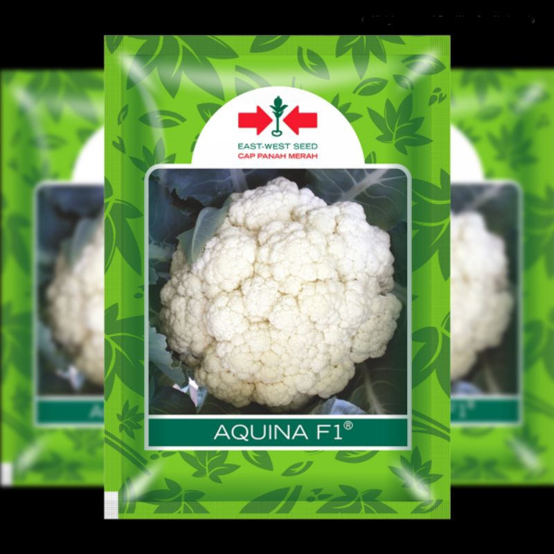 Benih Bunga Kol aquina F1