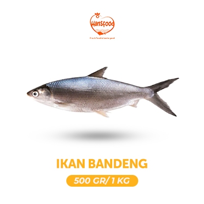 

Ikan Bandeng Segar dan beku 500 gr & 1 kg