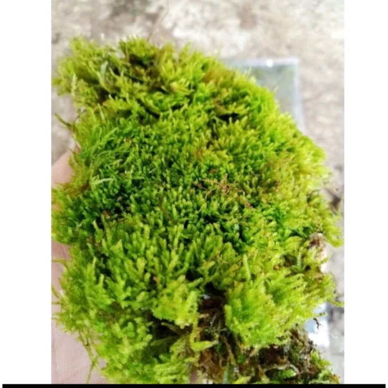 Moss Java darat palludarium//Moss darat
