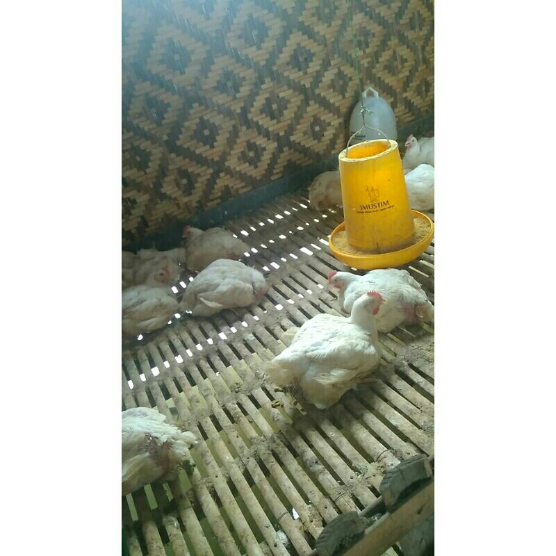 

ayam karkas