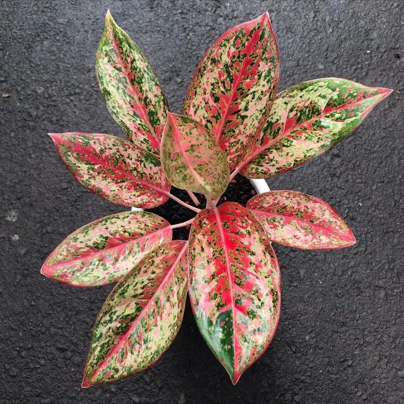 Aglonema coconut delight