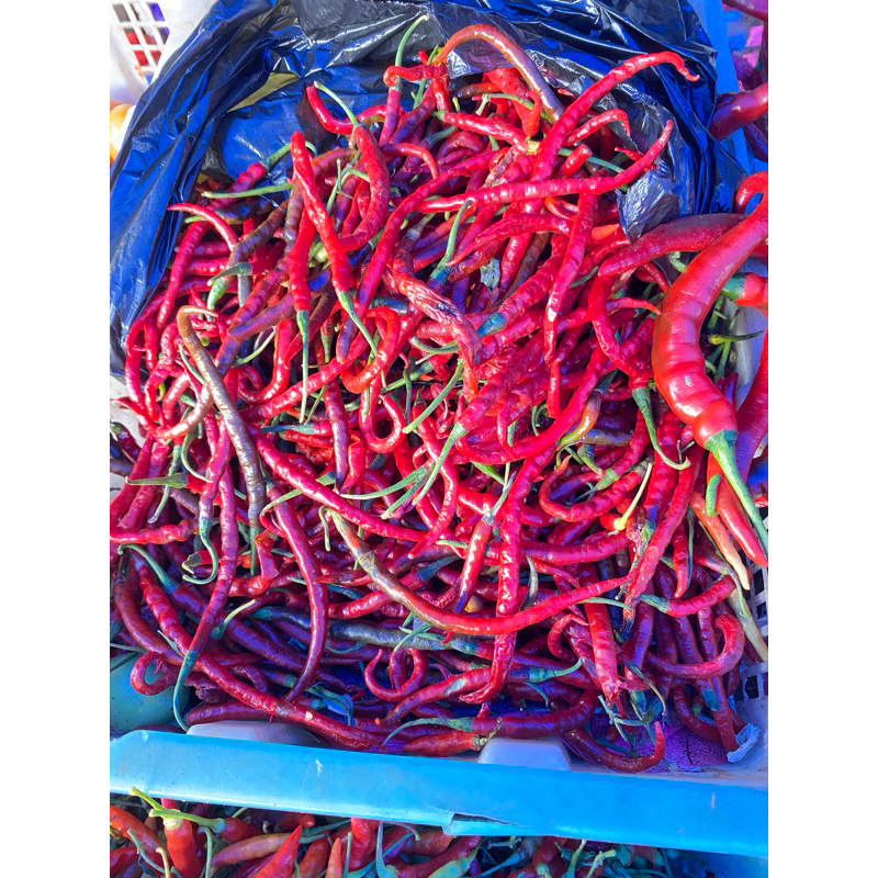

Cabe Merah Keriting 250 gram/ Cabai Merah Keriting / Sayur ta Makassar