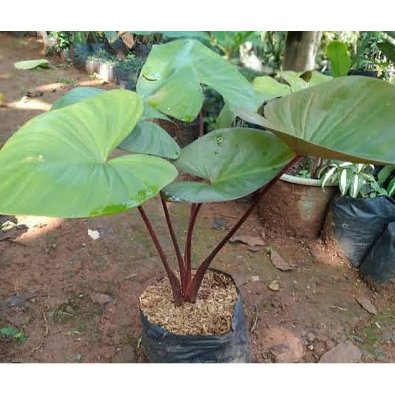 homalomena sp