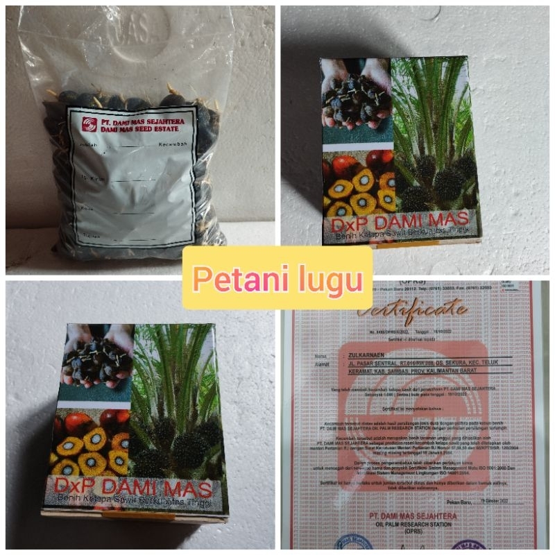 bibit kecambah polong sawit damimas medan