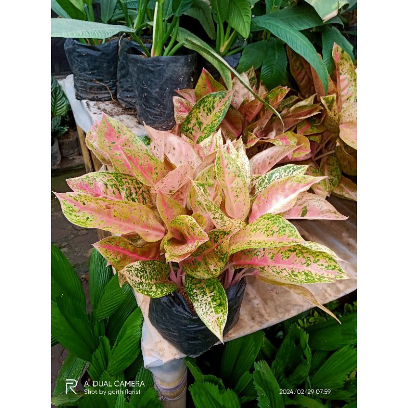 tanaman hias aglonema bigroy rimbun