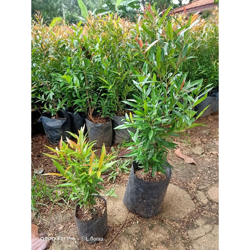 Tanaman Hias Pucuk merah / Pohon Pucuk merah  Bunga Hias Pucuk merah Tanaman outdoor pohon Pucuk Mer