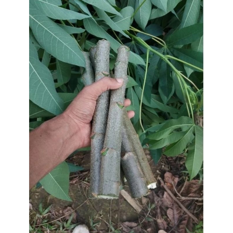 

batang singkong karet