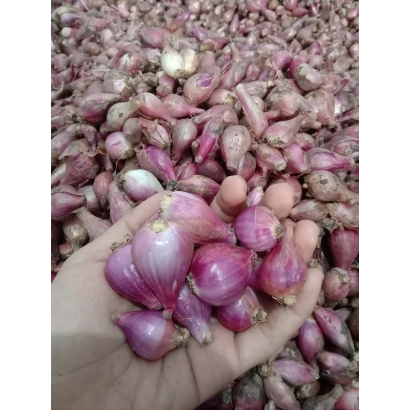 

bawang merah brebes 1kg