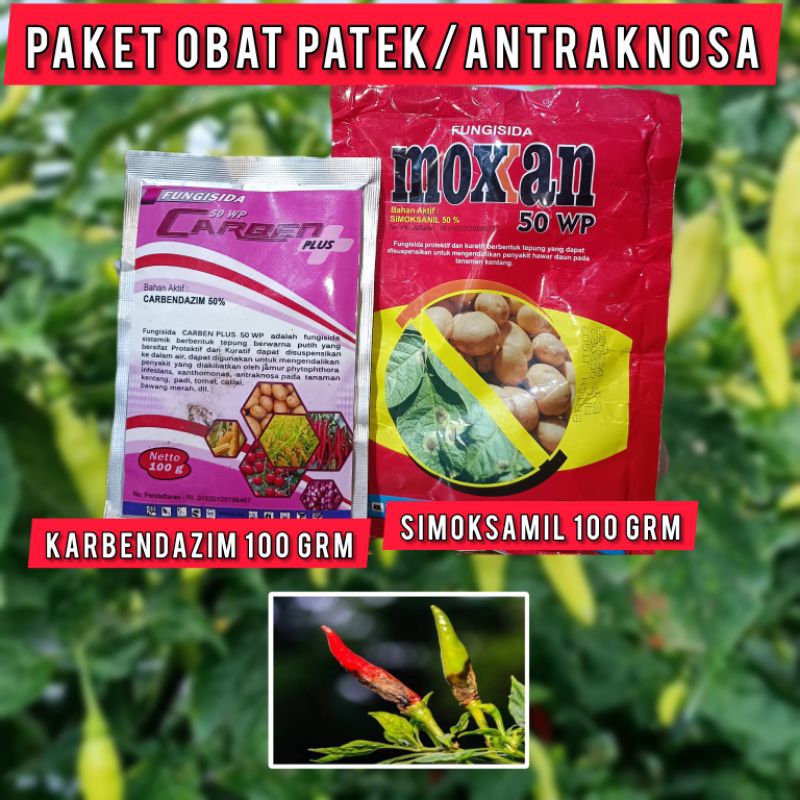 OBAT PATEK /ANTRAKNOSA CARBEN 100 GRM MOXXAN 100 GRM