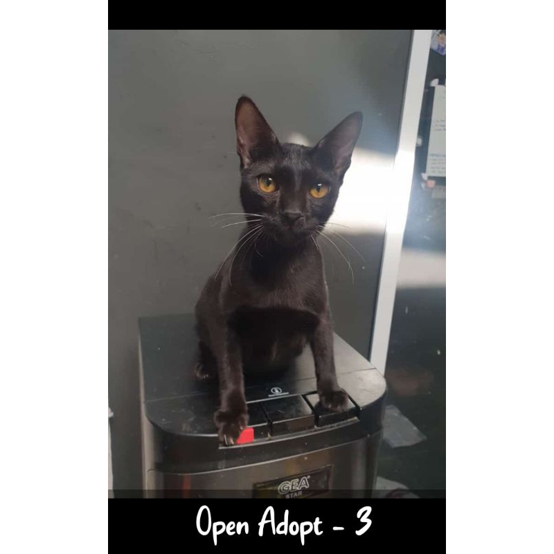 adopsi kucing