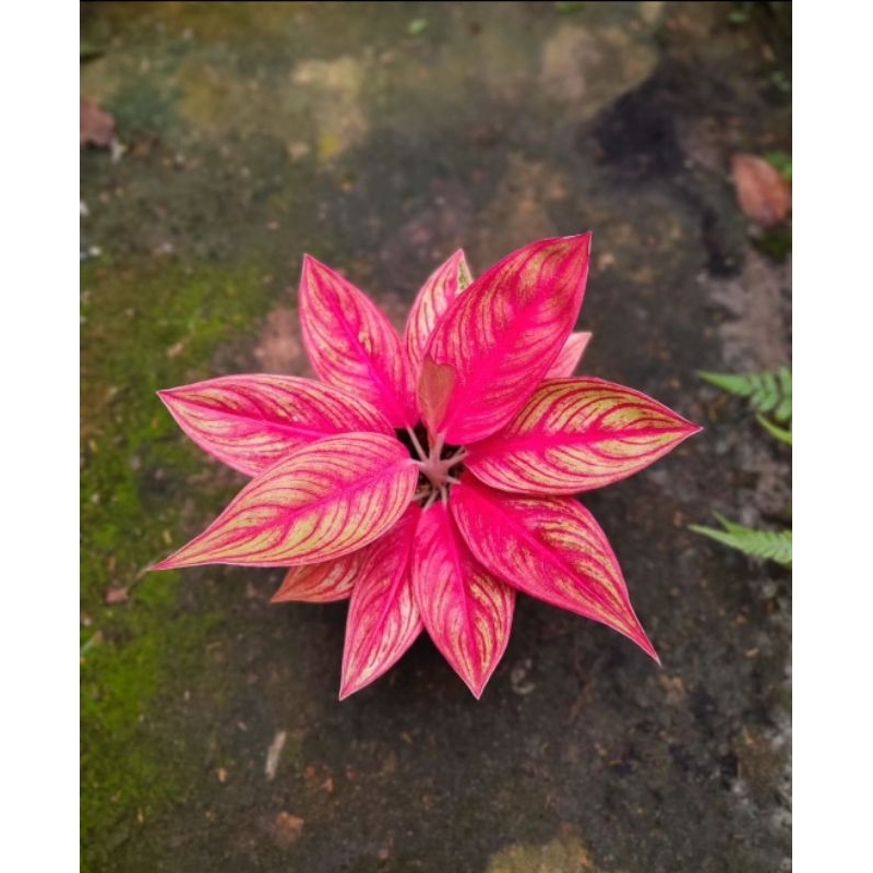 Aglonema Legacy Merah-Aglonema Remaja 3-5 Daun