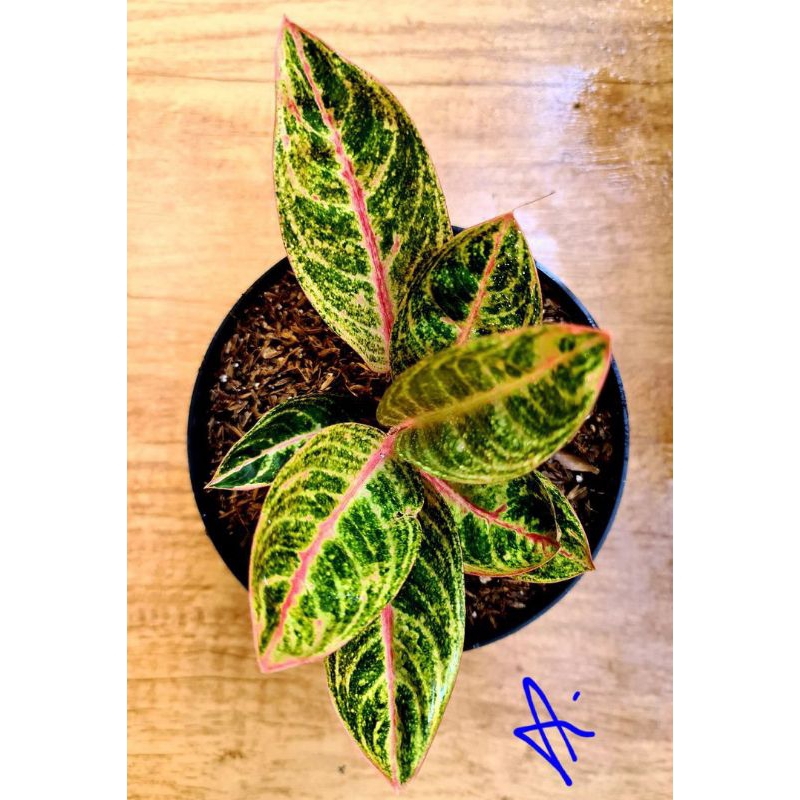 Aglonema dona carmen / tanaman hias aglaonema dona carmen (tanaman hidup-bunga AGLAONEMA hidup Besar