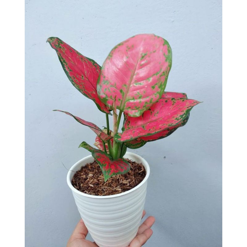 bibit ndut anjamani daun 3-5 / Aglaonema Dud Anjemani / Bunga Hias Aglonema Hidup Murah (tanaman hid