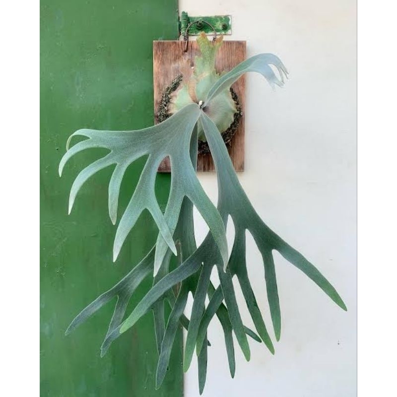 Platycerium Willinckii remaja