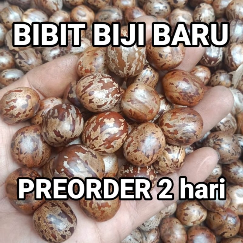 BIBIT POHON KARET UNGGUL POLONG MERAH MALAYSIA, BIJI BIBIT GT, RIM, DAUN LIMA, PB260, RC