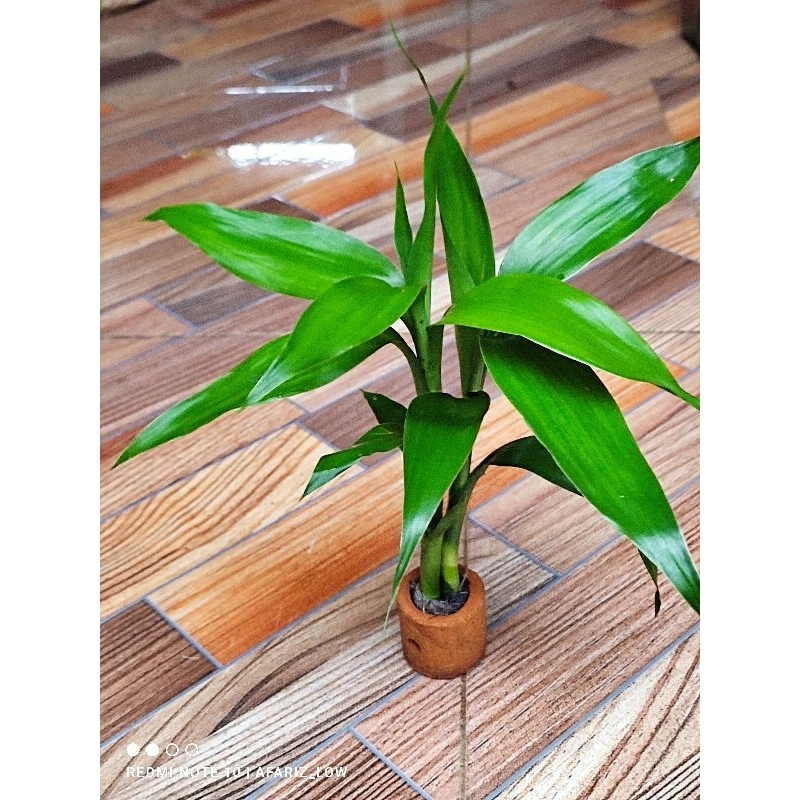 Bambu hoki media pot hiasan aquarium