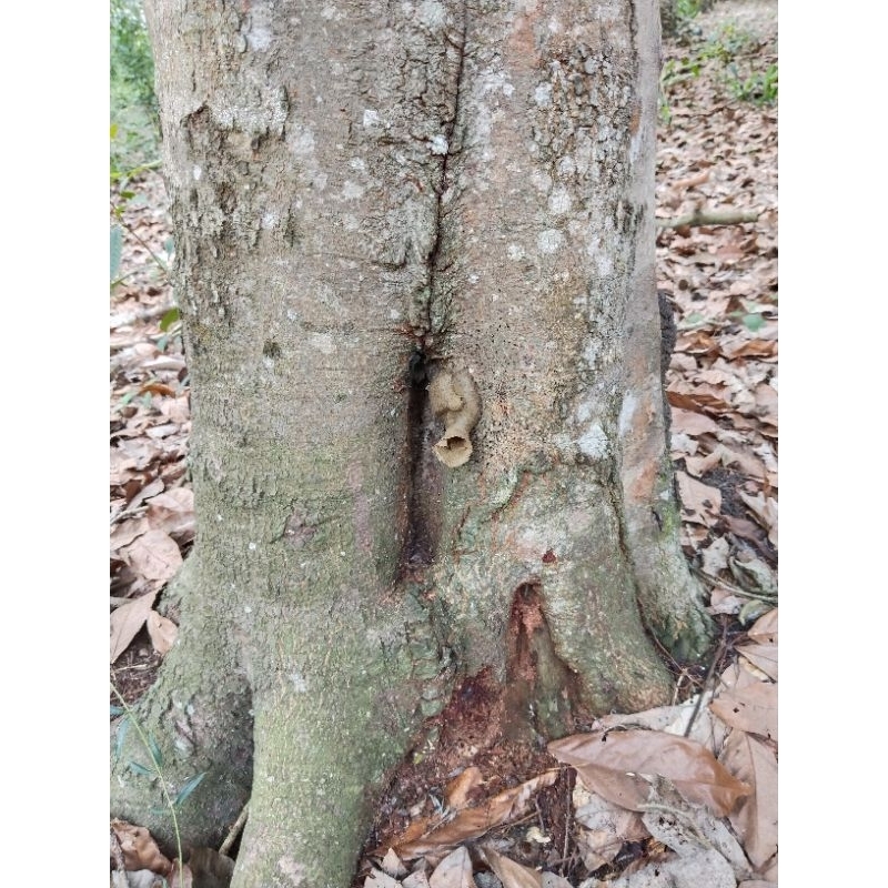 

madu lebah mini kampung alami