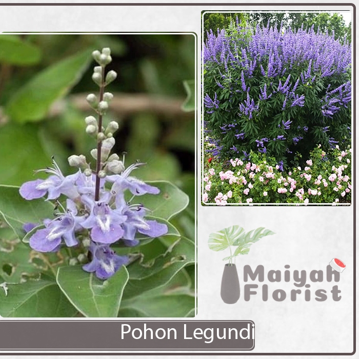 Bibit Tanaman Hidup Herbal Pohon Legundi - Vitex Trifolia - Gandasari