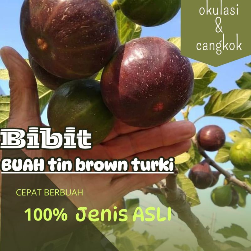 BIBIT BUAH TIN BROW TURKI SUPER MANIS