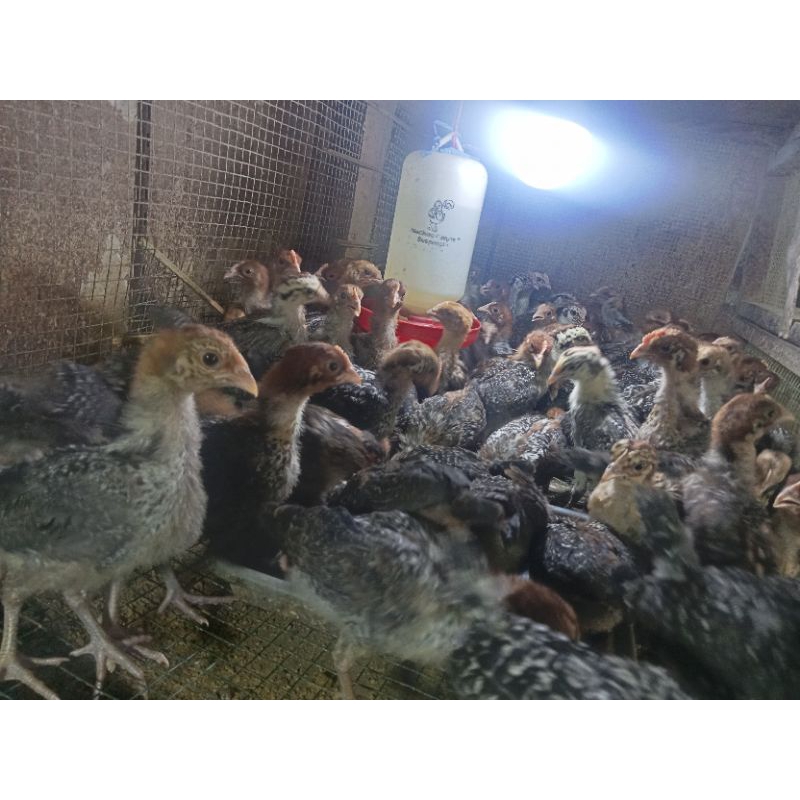 Ayam Kampung Arab - Ayam Arab Remaja - Murah