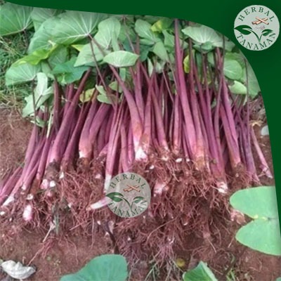 Talas Pratama 3/ Talas Ungu Super (isi 10 bibit)