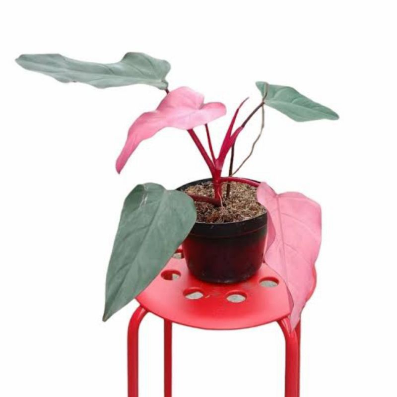 Tanaman Philodendron Dark Lord / Tanaman Hias Philo Dark Lord Pink/ Tanaman Hidup Philodendron Dark 