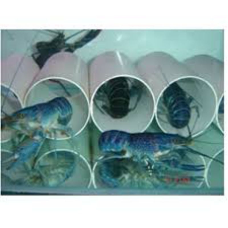 

indukan lobster air tawar red claw super