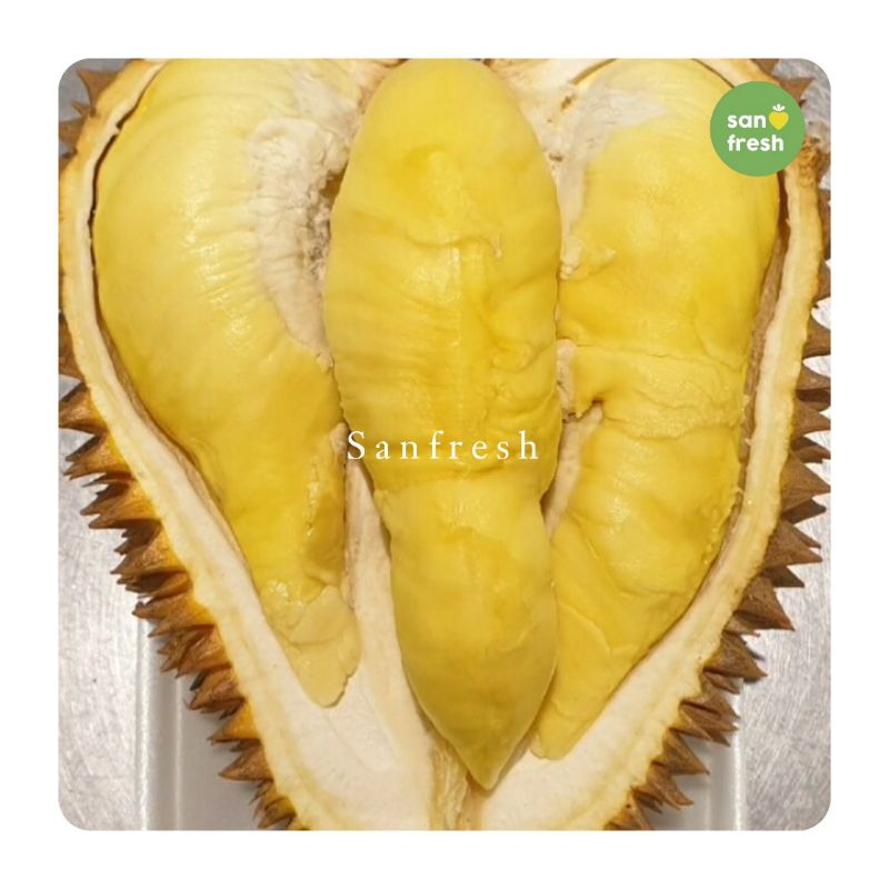 

Durian Montong SanFresh - Sensasi Legit, Manis, dan Creamy!