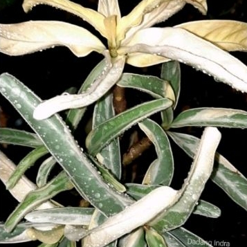 Adenium Somalense Varigata