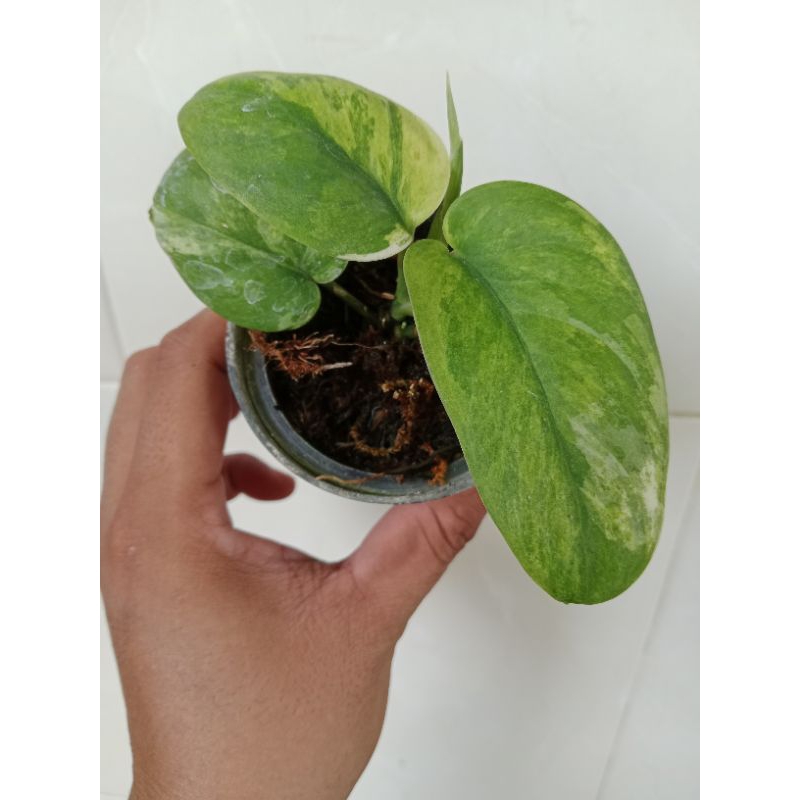 Scindapsus silver splash variegata tricolor