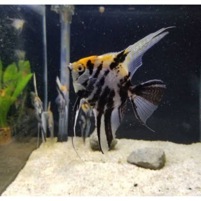 MANFISH /ANGELFISH TRICOLOR