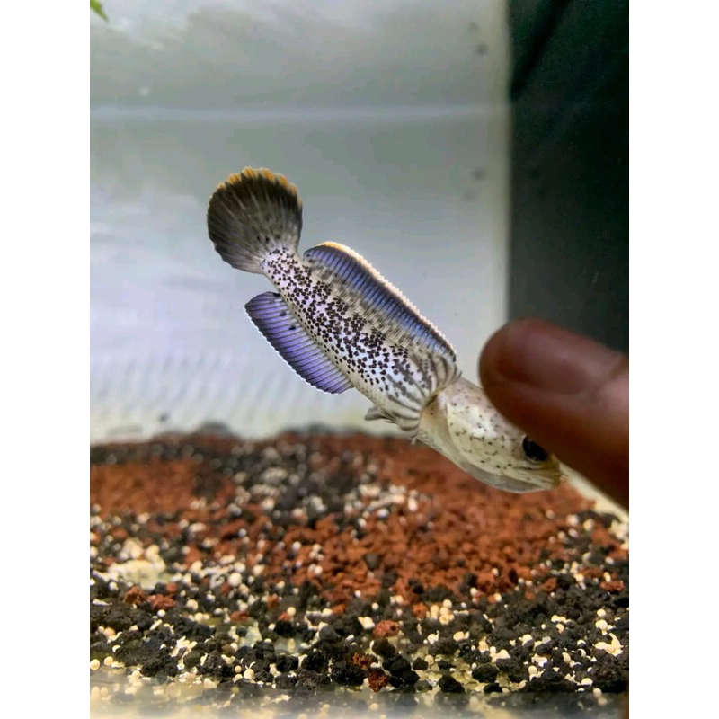 stewarti 7cm fulldot mental