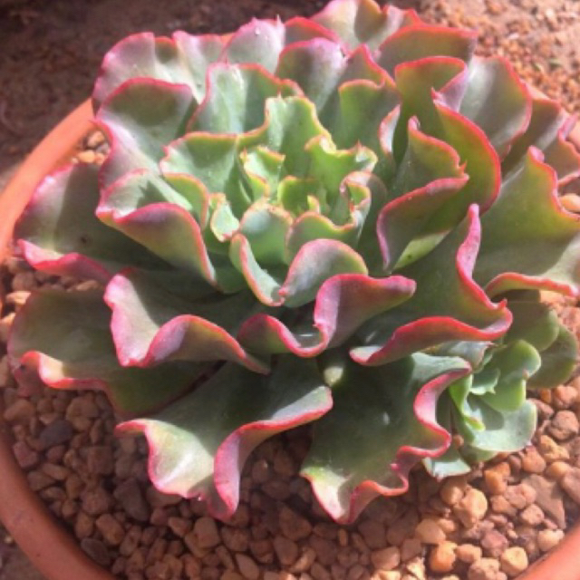 Sukulen JUMBO / Kaktus Hias Echeveria Curly Chantilly