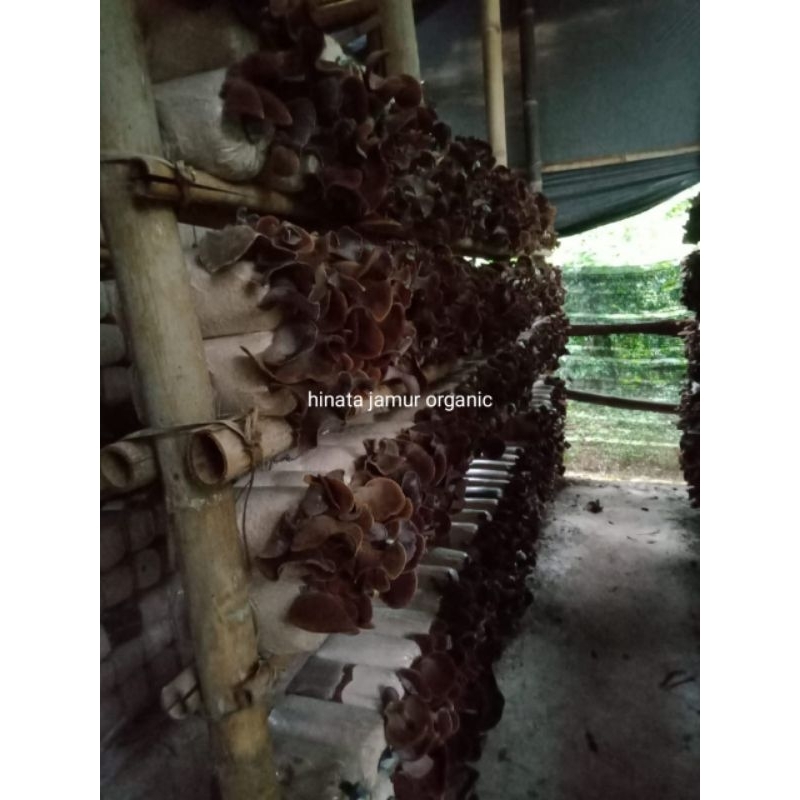 

jamur kuping kwalitas super kemasan 1kg