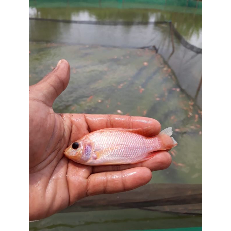 paket bibit ikan nila bangkok isi 50 ekor ukuran 1-2 jari