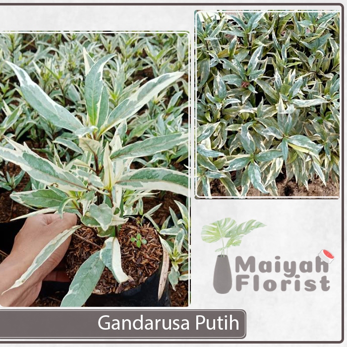 Tanaman Herbal Gandarusa Variegata - Gandarusa Putih - Justicia gendarussa