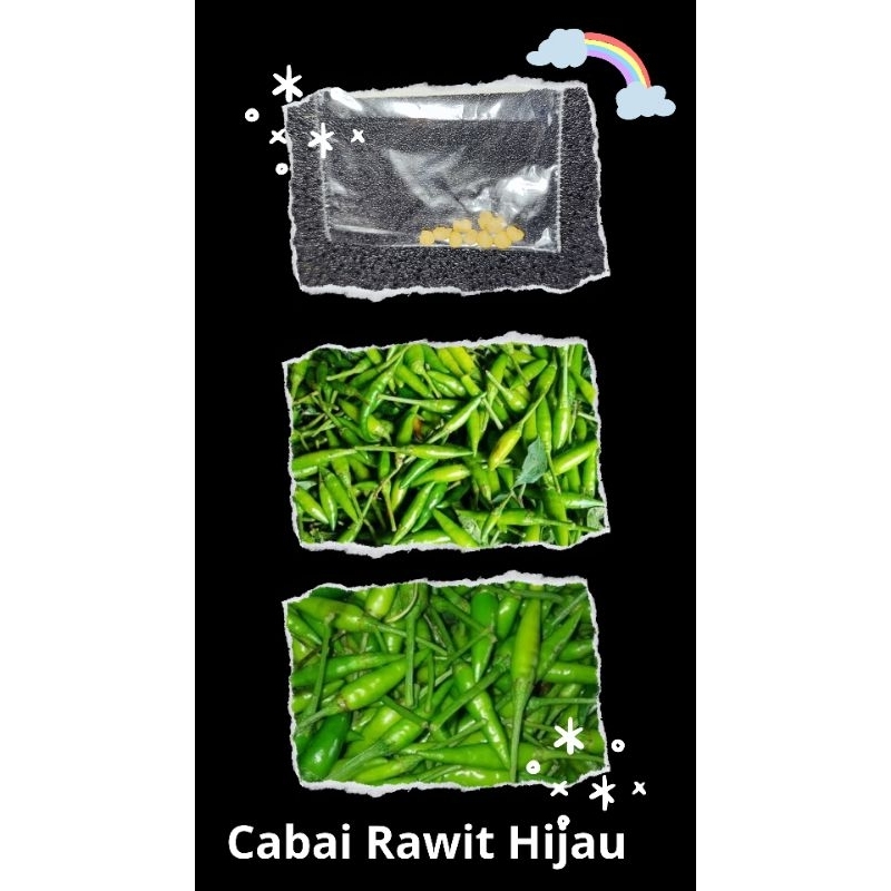 Bibit Cabai Rawit Hijau