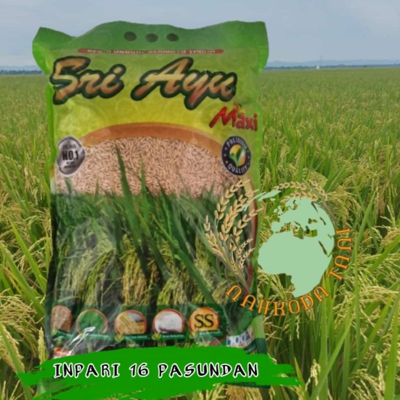Benih padi INPARI 16 PASUNDAN 5kg