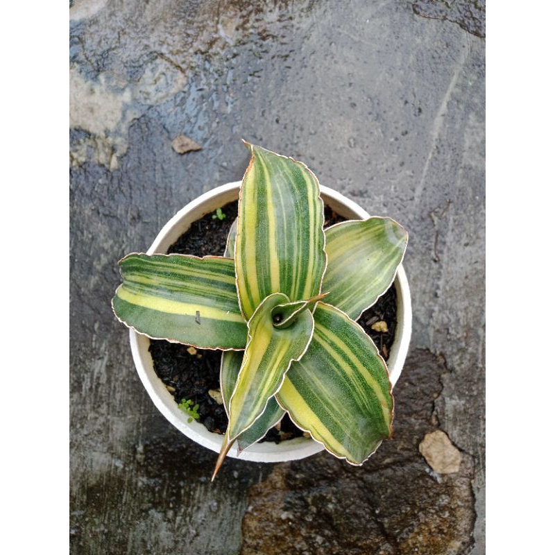 Sansivera kimayo Varigata