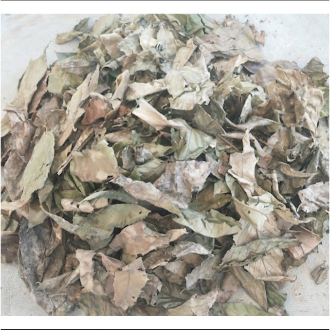 

Daun AFrika Kering / Daun Aprika Kering Alami